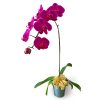 Purple Phalaenopsis Orchid pot | Purple Phalaenopsis Orchid pot
